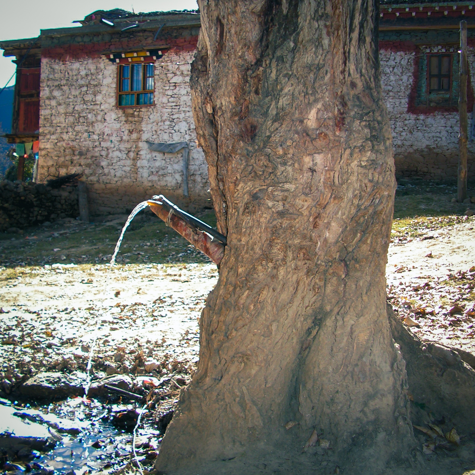 Water pouring from a rubber hose propped on a stick that juts out of the trunk of an old tree, in front of a whitewashed Tibetan stone house with painted window frames, on Mount Laten in 2004.