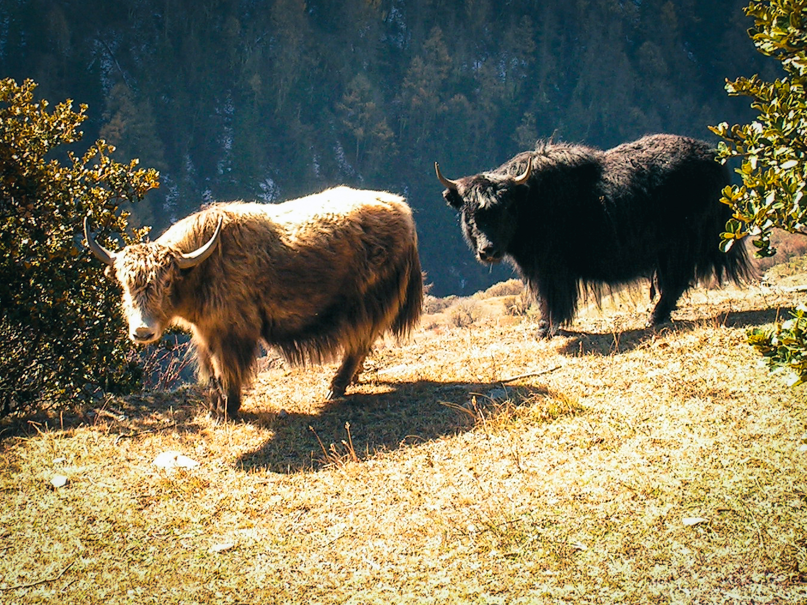 Two shaggy yaks, one light brown and one black, standing on a sunlit grassy slope with a forested mountainside behind them in western Sichuan, China, in 2004.